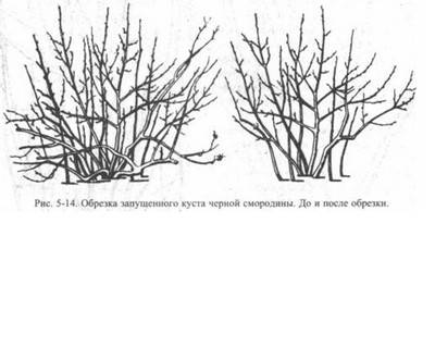 Правила осенней обрезки плодовых деревьев и кустарников - фото