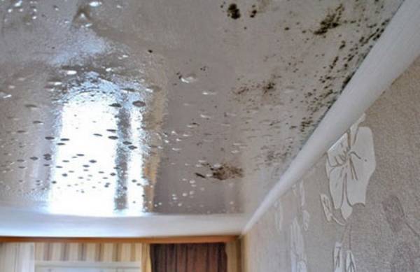 Плесень на потолке - как предотвратить ее появление, профилактика с фото